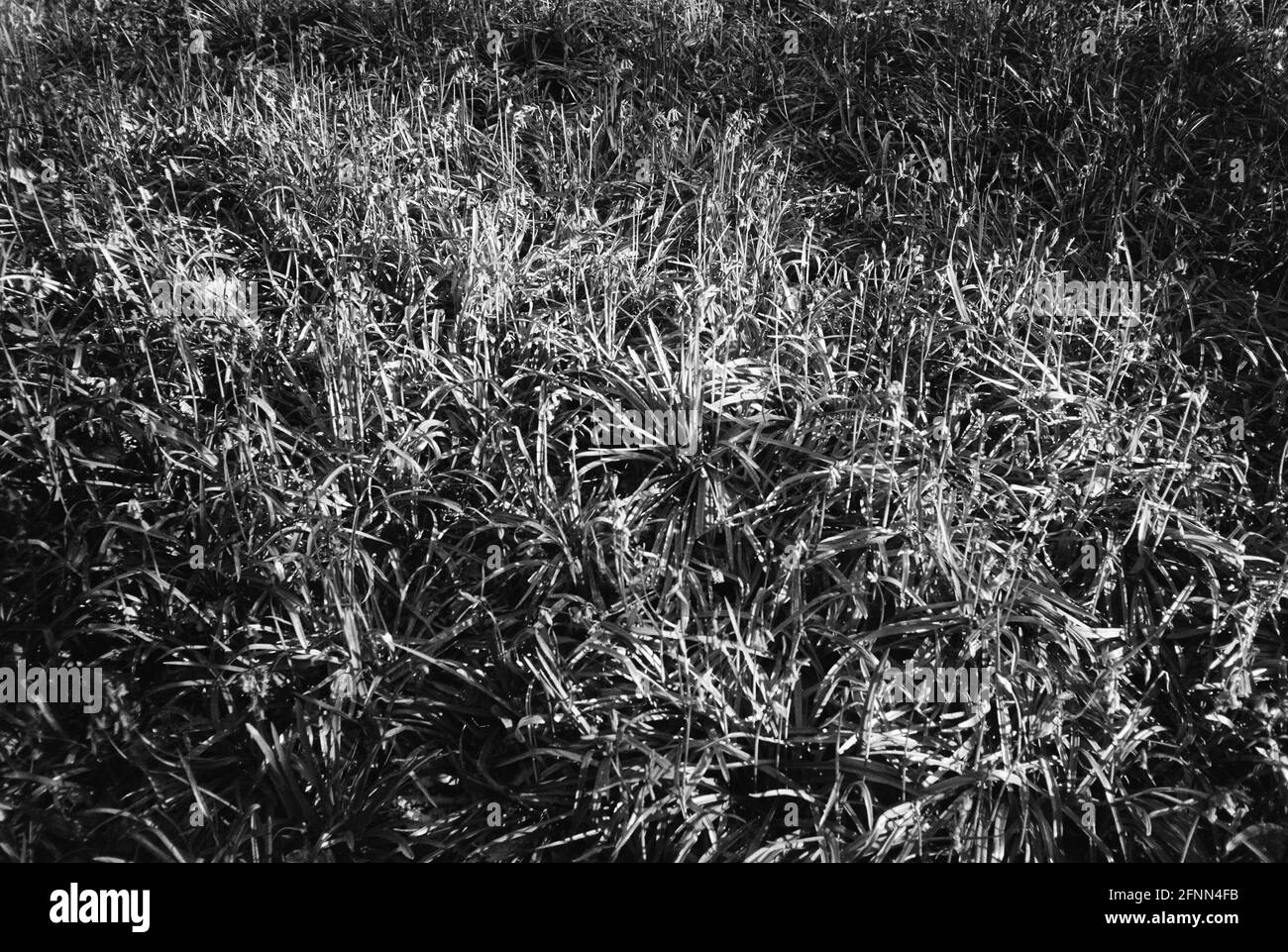 Bluebells, Medstead, Alton, Hampshire, Angleterre, Royaume-Uni. Banque D'Images