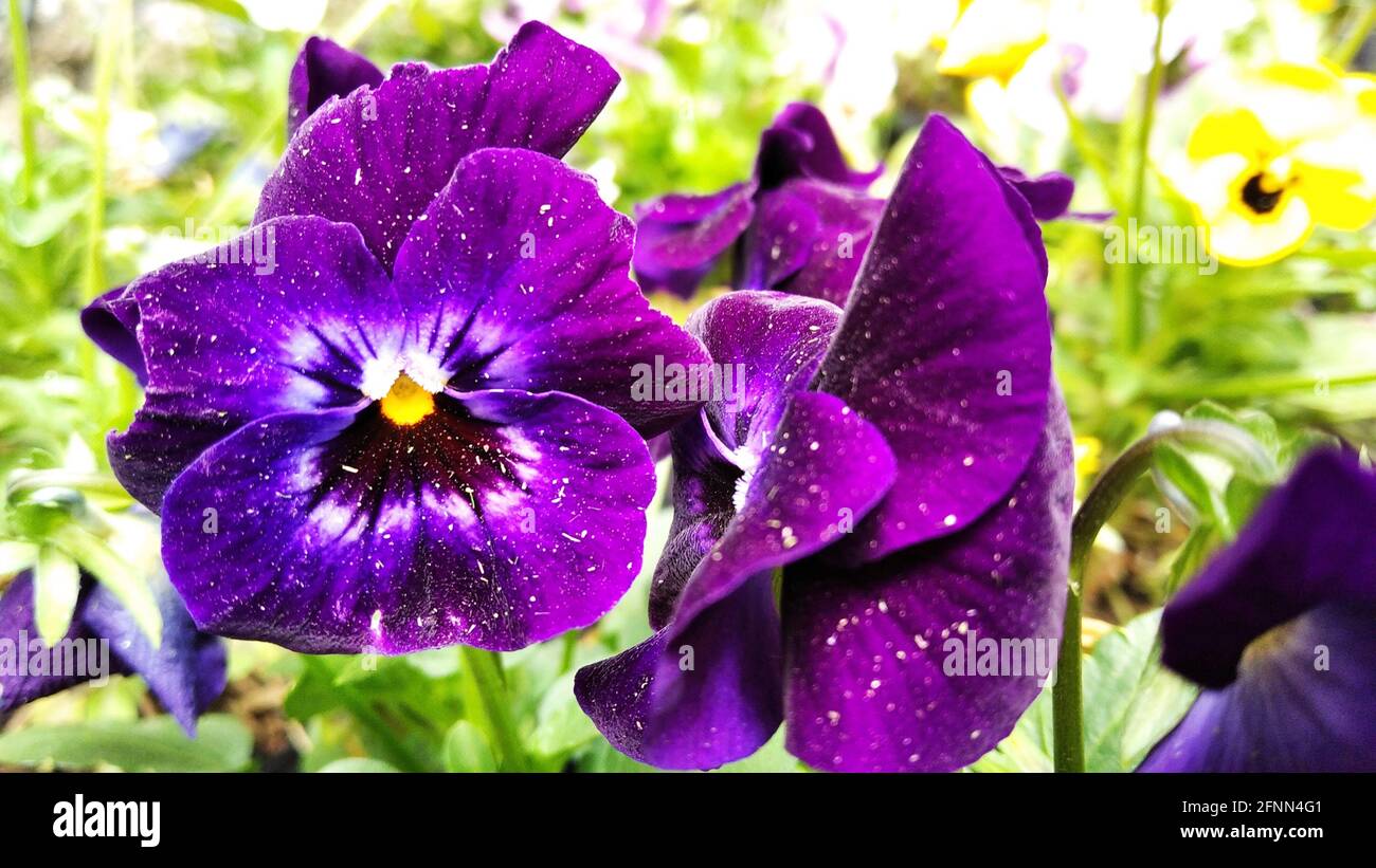 Gros plan de pansies sauvages violettes qui poussent dans le jardin Banque D'Images