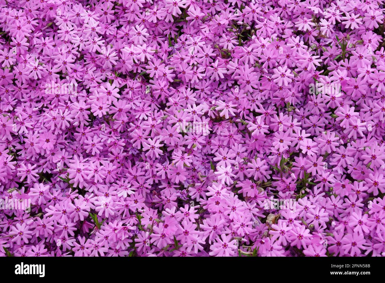 Phlox rampant (Phlox subulata). Appelé phlox de mousse, rose de mousse et phlox de montagne aussi. Banque D'Images