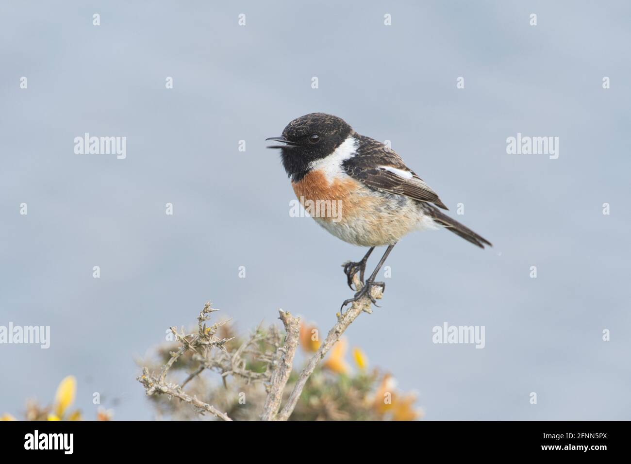 Appel de stonechat commun mâle (Saxicola torquatus) Banque D'Images