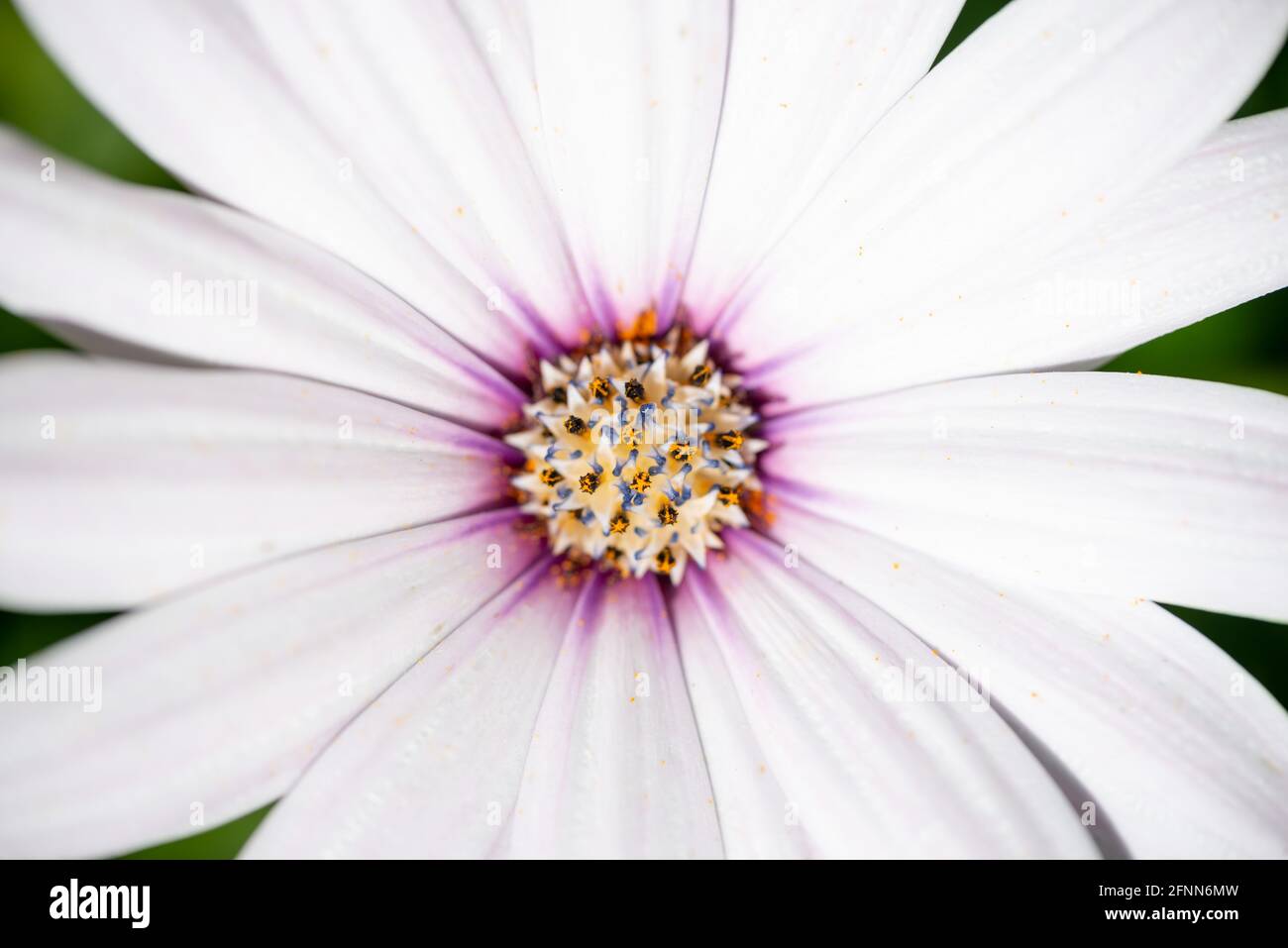 Photographie macro d'une ostéopémaman blanche (Marguerite africaine) Banque D'Images