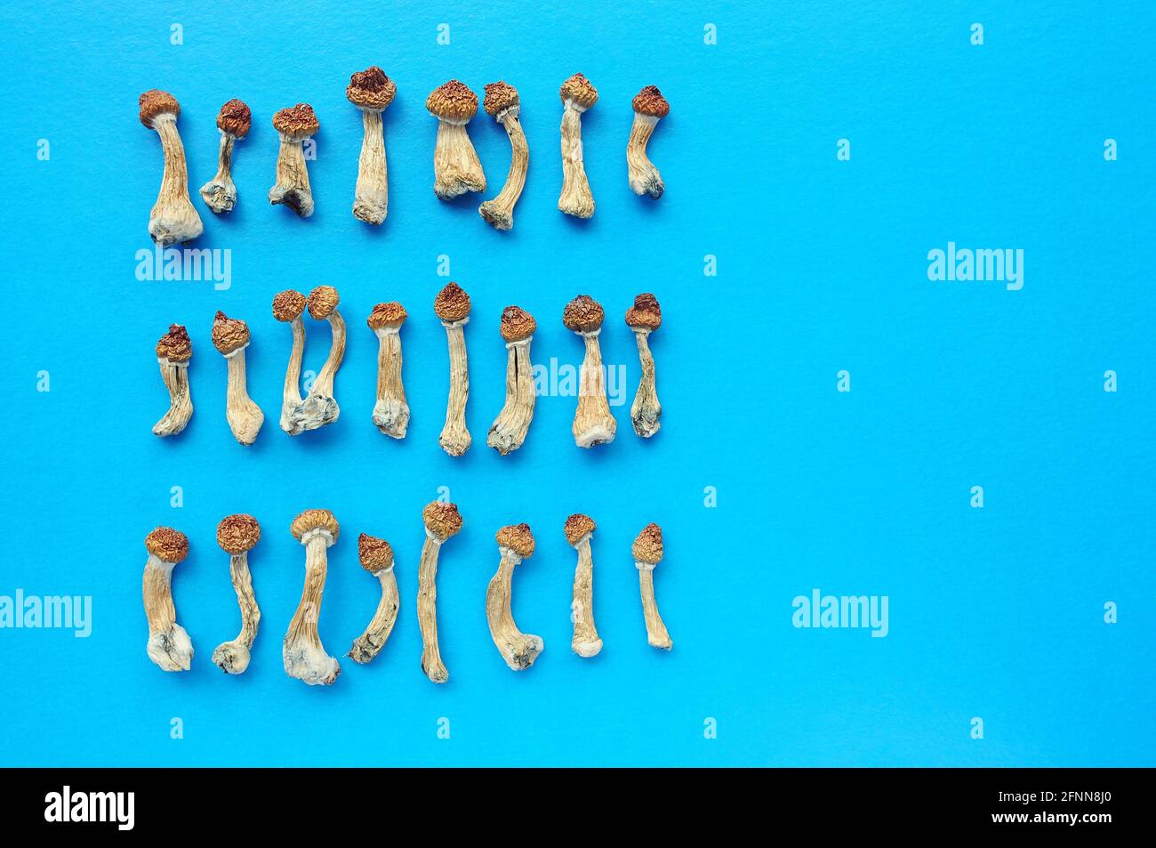 Patron de psilocybe cubensis séché sur fond bleu, plat. Champignons psilocybine en groupe. Magic shrooms Golden Teacher, expérience spirituelle. Banque D'Images