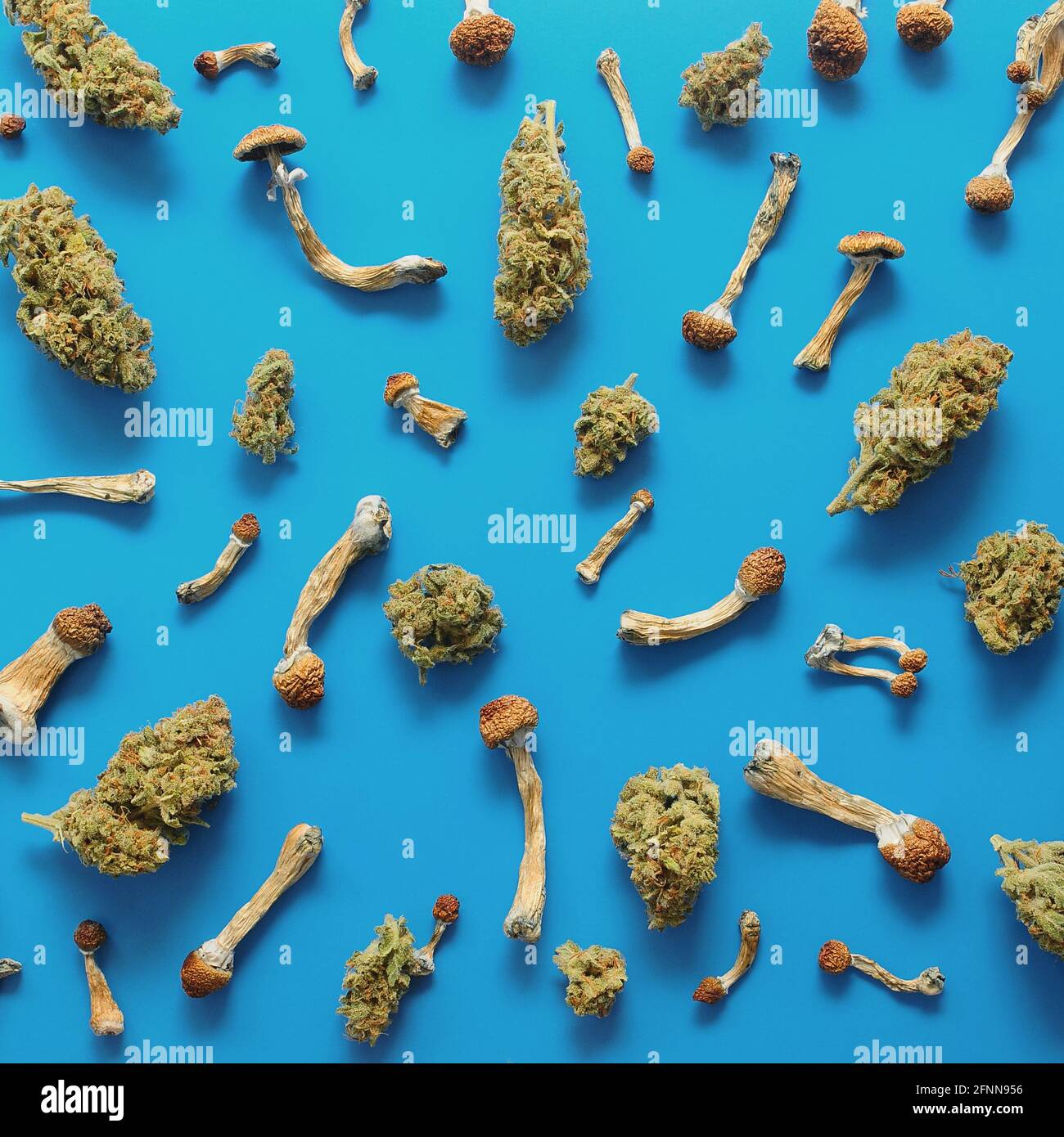 Concept de microdosage. Motif de champignons psilocybine et de bourgeons de marijuana sur fond bleu. Voyage psychédélique, concept de validation. Banque D'Images