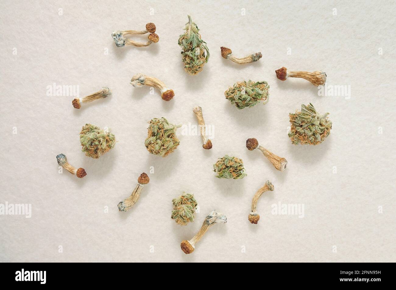 Concept de microdosage. Champignons psilocybine et bourgeons de marijuana, vue de dessus, plat. Voyage psychédélique. Chanvre récréation, usage médical, légalisation conce Banque D'Images