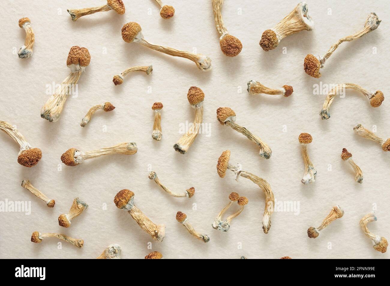 Concept de micro-dosage. Champignons psilocybine isolés sur fond ivoire. Voyage psychédélique, champignon magique. Médecine alternative. Banque D'Images
