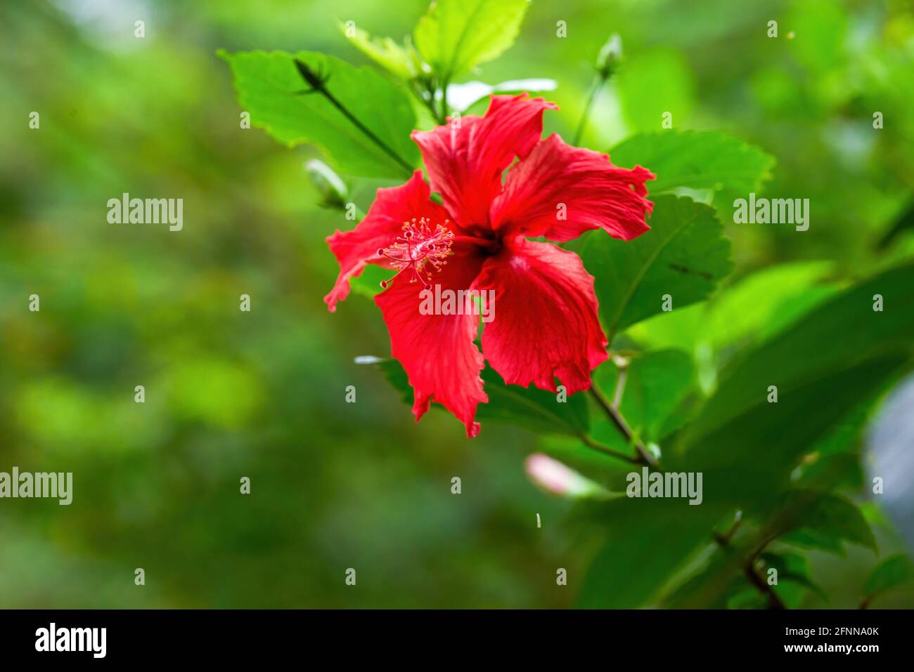 Un gros plan d'une fleur rouge de Zhu Jin, Hibiscus rosa-sinensis Banque D'Images