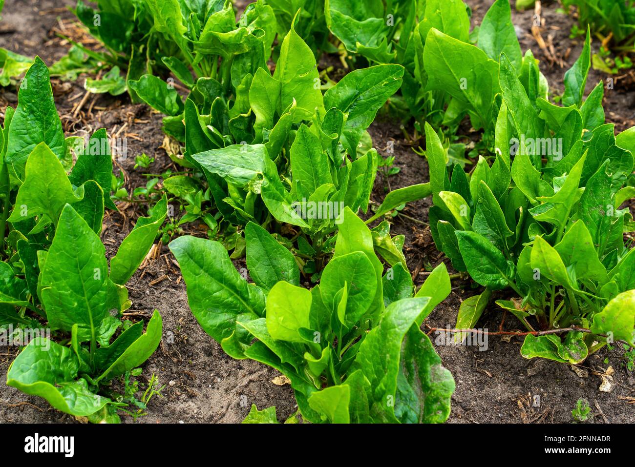 Gros plan sur la culture des épinards (Spinacia oleracea) Banque D'Images