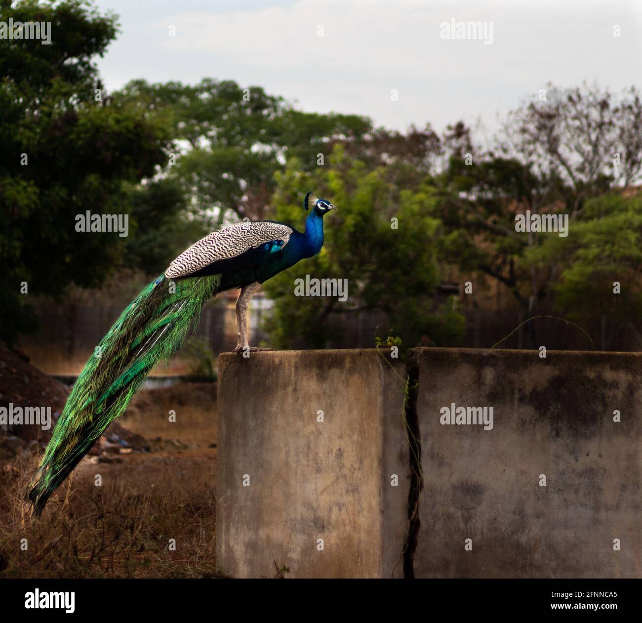 Paon assis sur le mur avec un fond vert flou et blanc ciel Banque D'Images