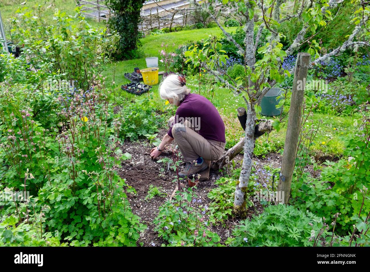 Femme plus âgée des années 70 portant le dessus violet gris cheveux jardinage transplantation Plantules croquant au printemps mai jardin pays de Galles Royaume-Uni Grande-Bretagne KATHY DEWITT Banque D'Images