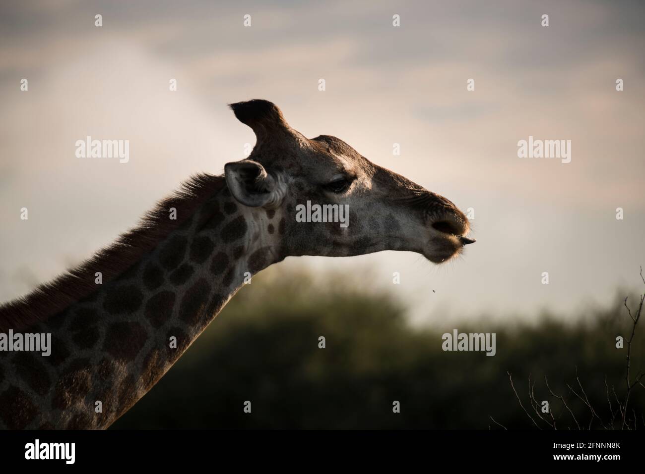 Profil de la tête et du cou de la girafe femelle (Giraffe camelopardalis) avec la langue qui dépasse dans la lumière de la fin de l'après-midi. Dinnokeng Big 5 Game Reserve. Banque D'Images