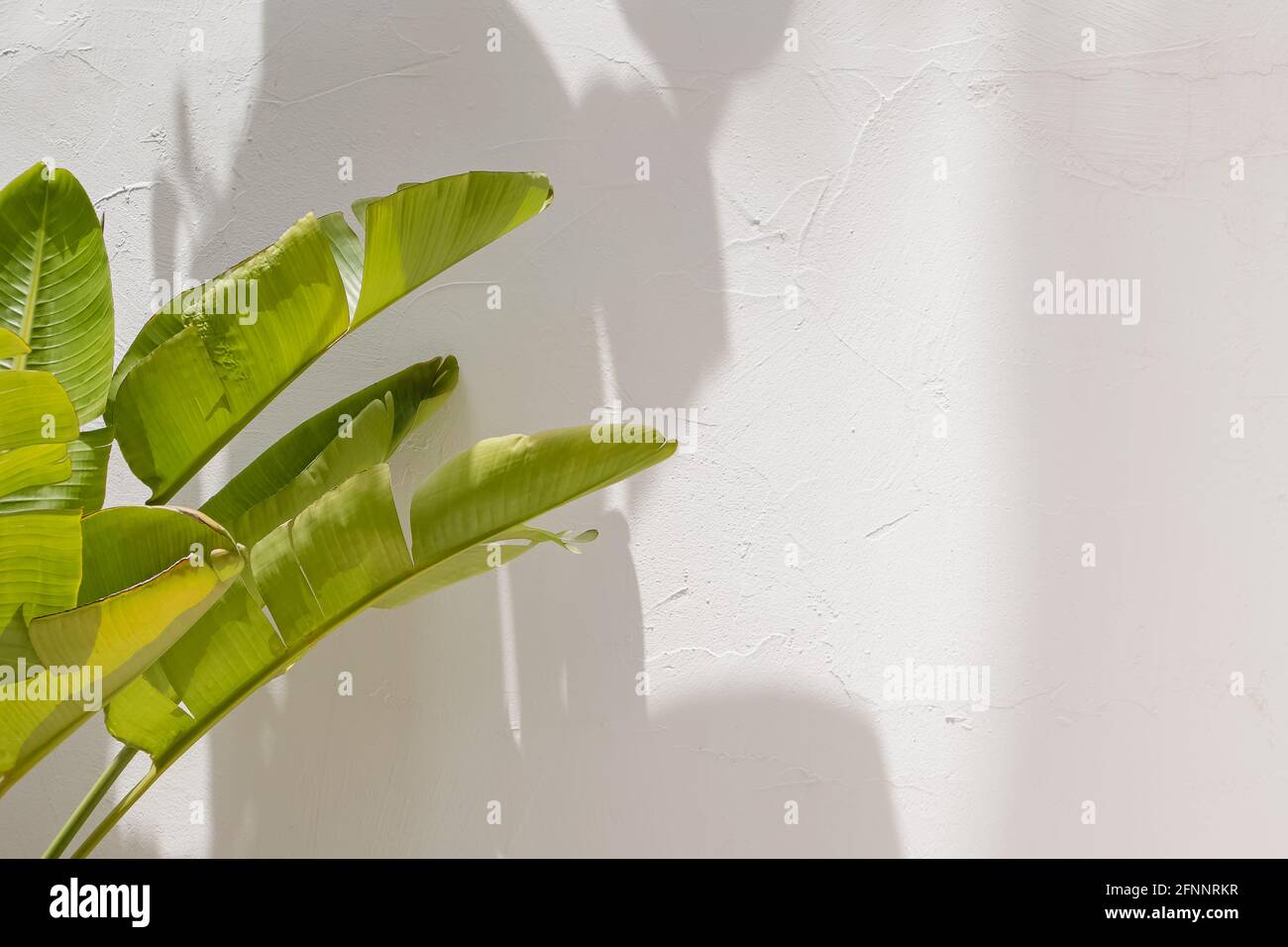 Le palmier à bananes tropique vert laisse sur le mur blanc avec ombres Banque D'Images