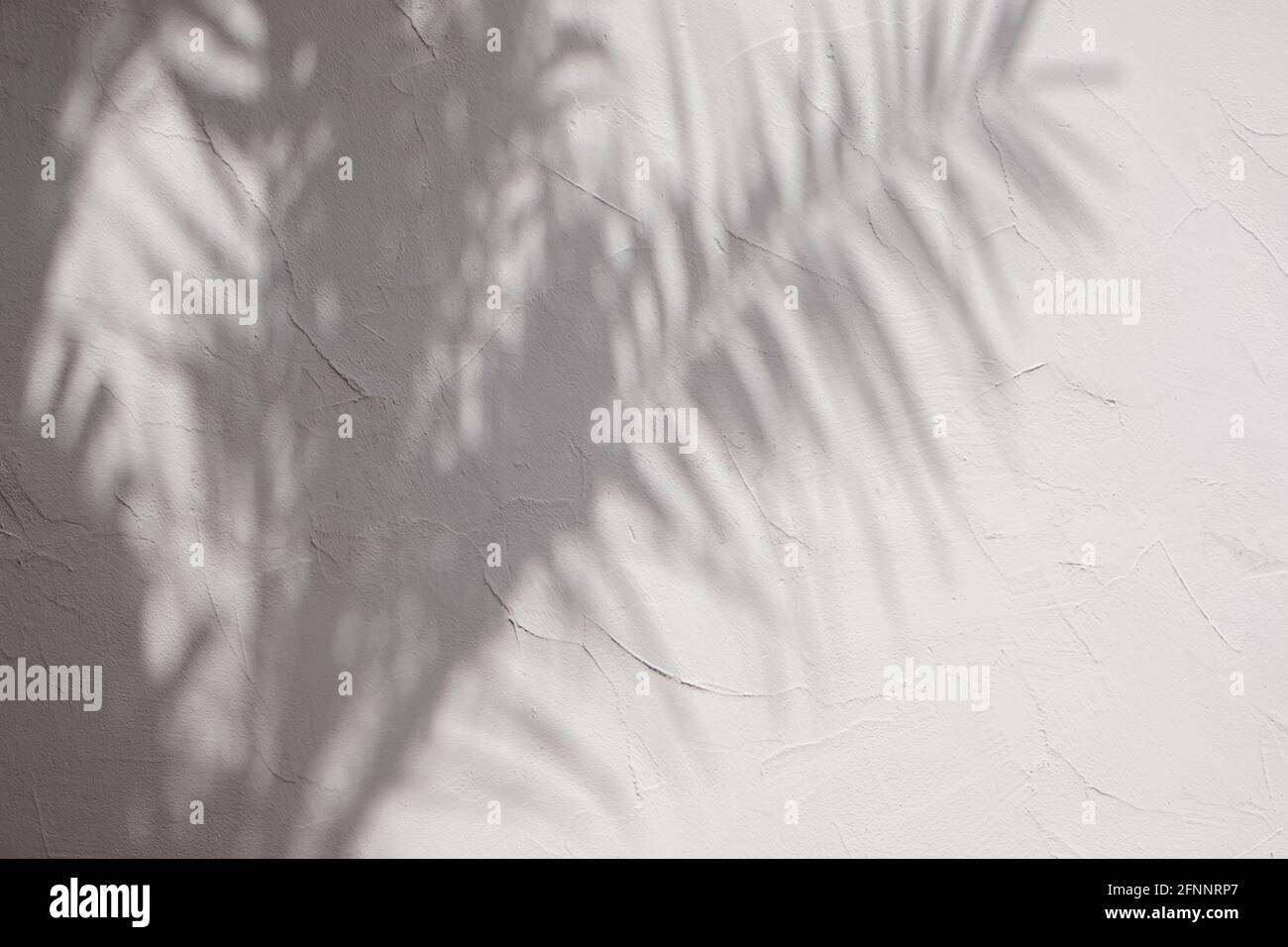 Ombres des feuilles de palmier tropique sur le mur blanc. Banque D'Images
