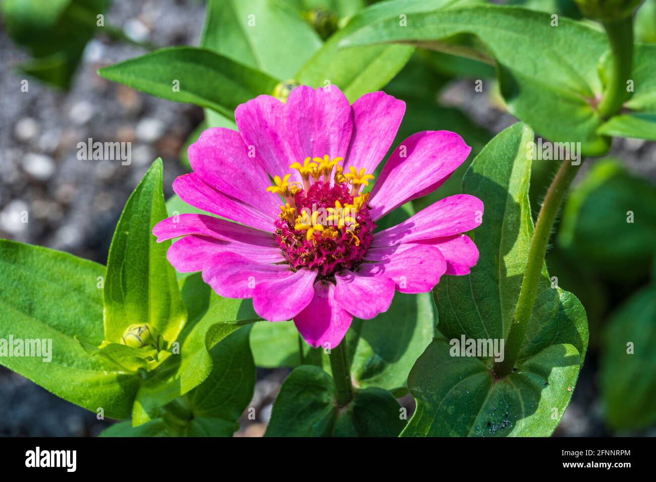 zinnia (Zinnia elegans) - Davie, Floride, États-Unis Banque D'Images