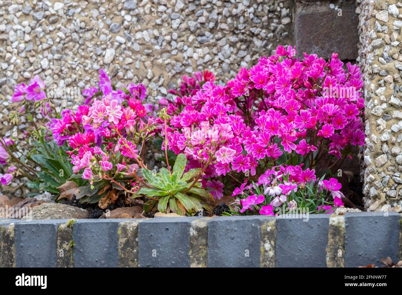 Un lit de fleurs de Lewisia cotyledon en pleine floraison, Northampton, Angleterre, Royaume-Uni. Banque D'Images