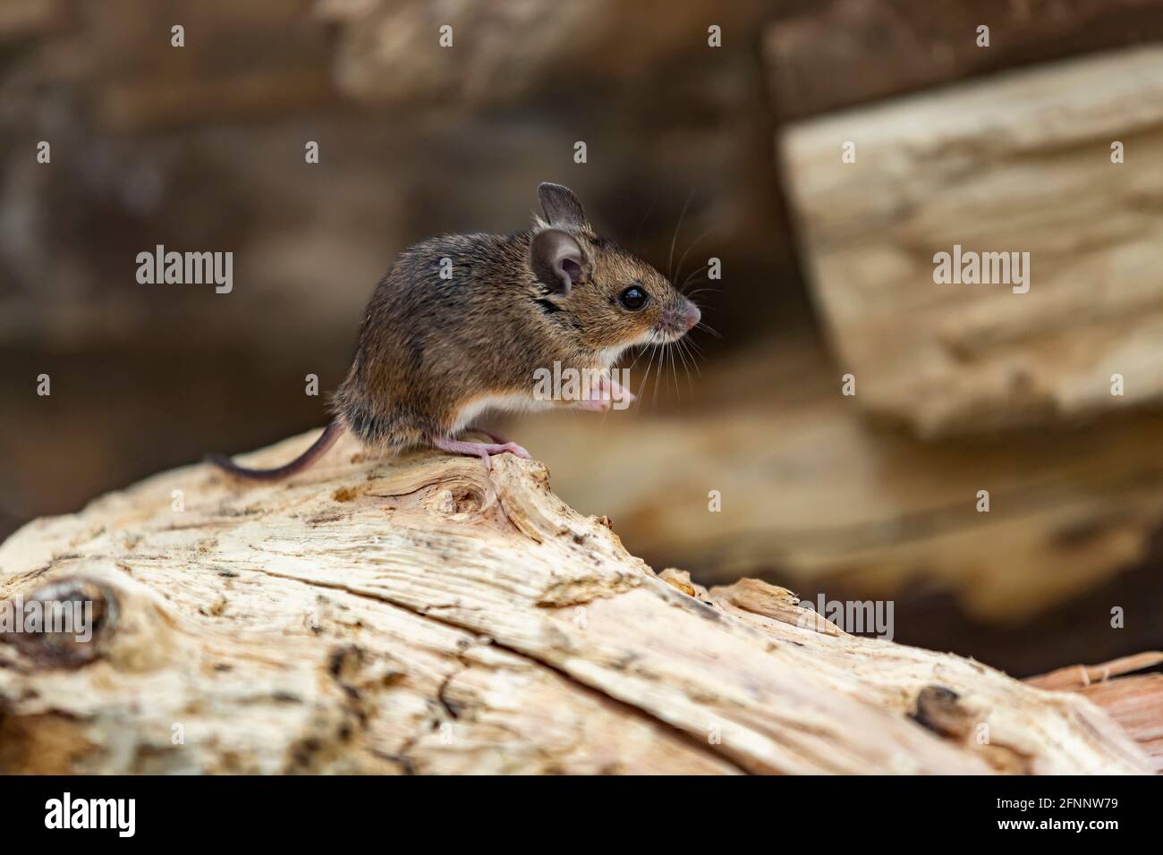 Souris de champ. Apodemus sylavaticus également appelé souris en bois, Northampton, Angleterre, Royaume-Uni. Banque D'Images