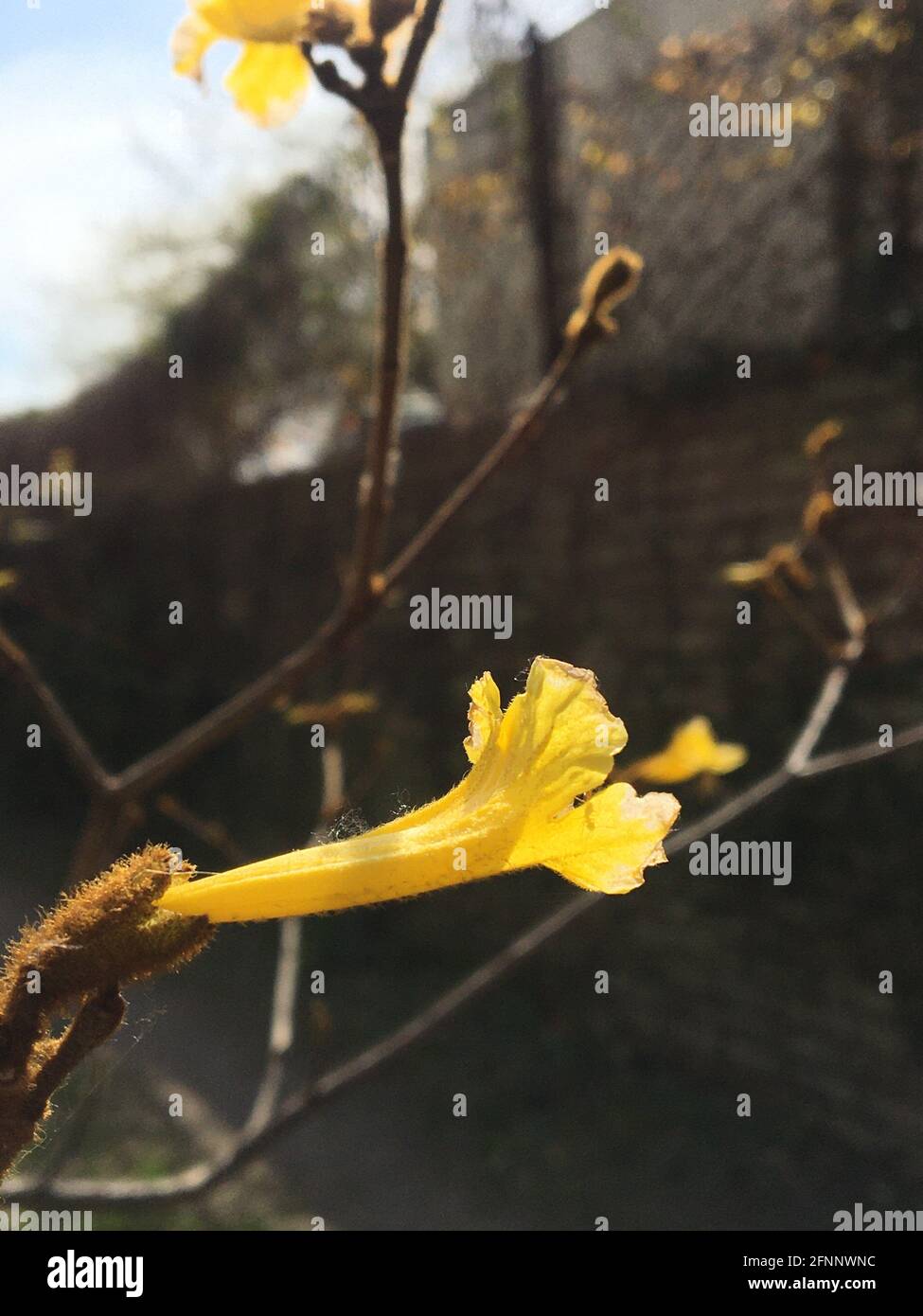 fleur lapacho jaune. Handroanthus chrysotrichus Banque D'Images