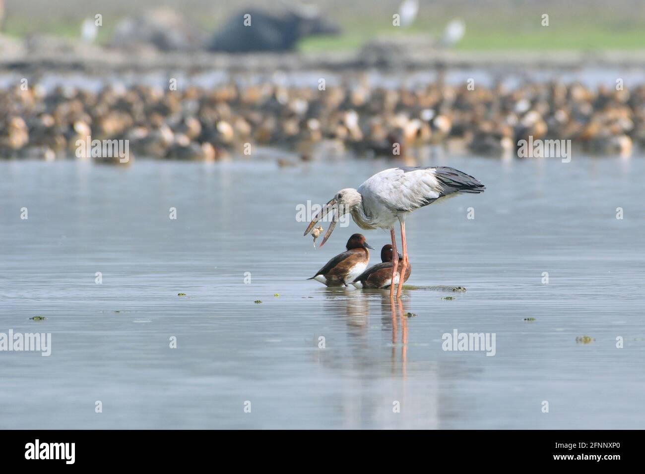 L'oiseau de porc à bec ouvert asiatique lance des huîtres dans les terres humides Banque D'Images L'oiseau de porc à bec ouvert asiatique lance des huîtres dans les terres humides Banque D'Images