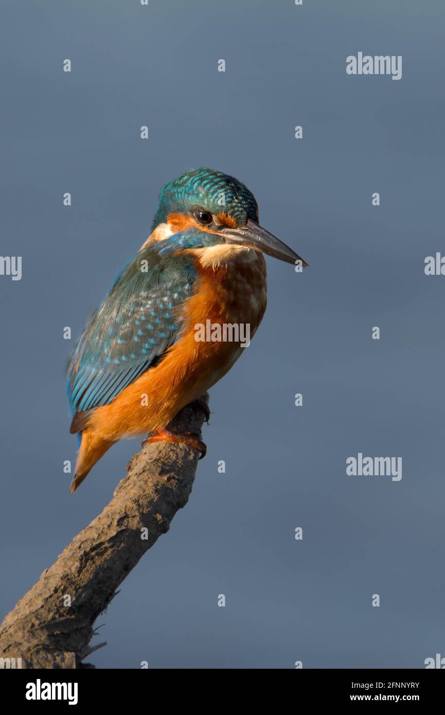 Kingfisher, Alcedo atthis, perchée, assise sur UN bâton, filiale Royaume-Uni Banque D'Images