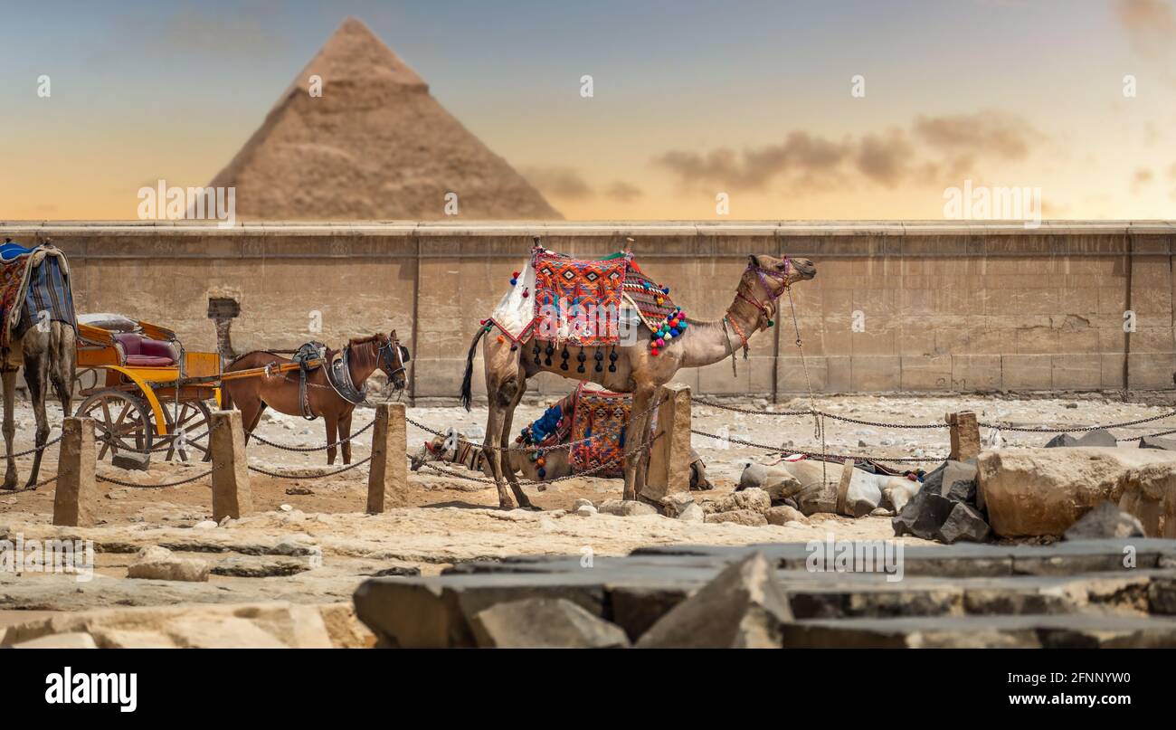 Chameau sur le fond de la grande pyramide de Gizeh. Coloré, paysage exotique avec une pyramide et un chameau. amel près de pyramide Cheops. Les chameaux fatigués après Banque D'Images