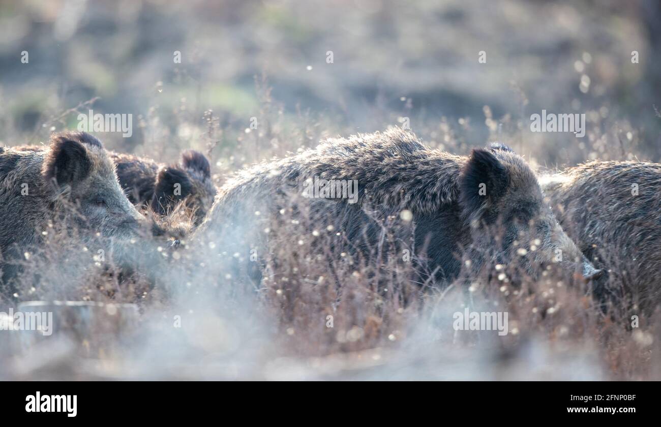 Groupe de sangliers (sus scrofa ferus) marchant dans les prairies en forêt en hiver. Faune dans l'habitat naturel Banque D'Images