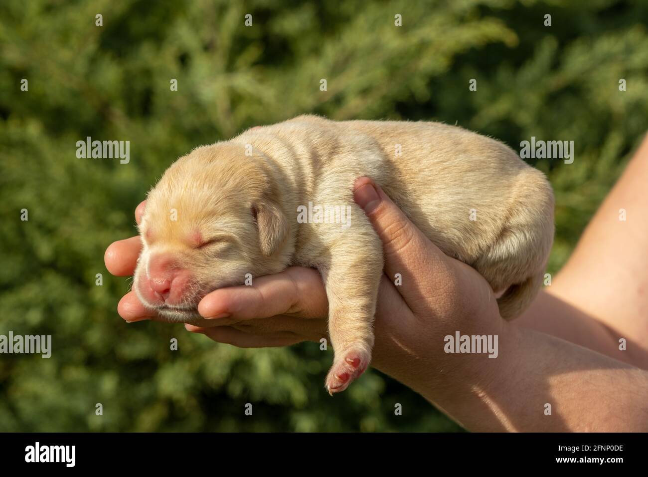 Nouveau-né labrador chiot chien dans les mains Banque D'Images