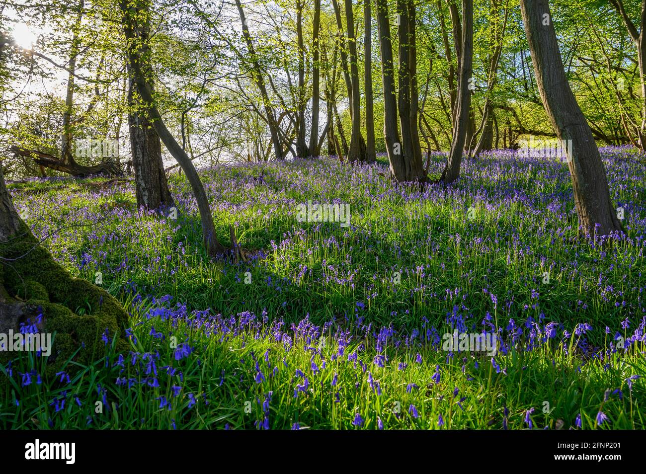 Bois près de la colline de Scaynes avec le sol couvert de cloches de bleuets et le soleil tôt le matin traversant des branches. West Sussex, Angleterre. Banque D'Images