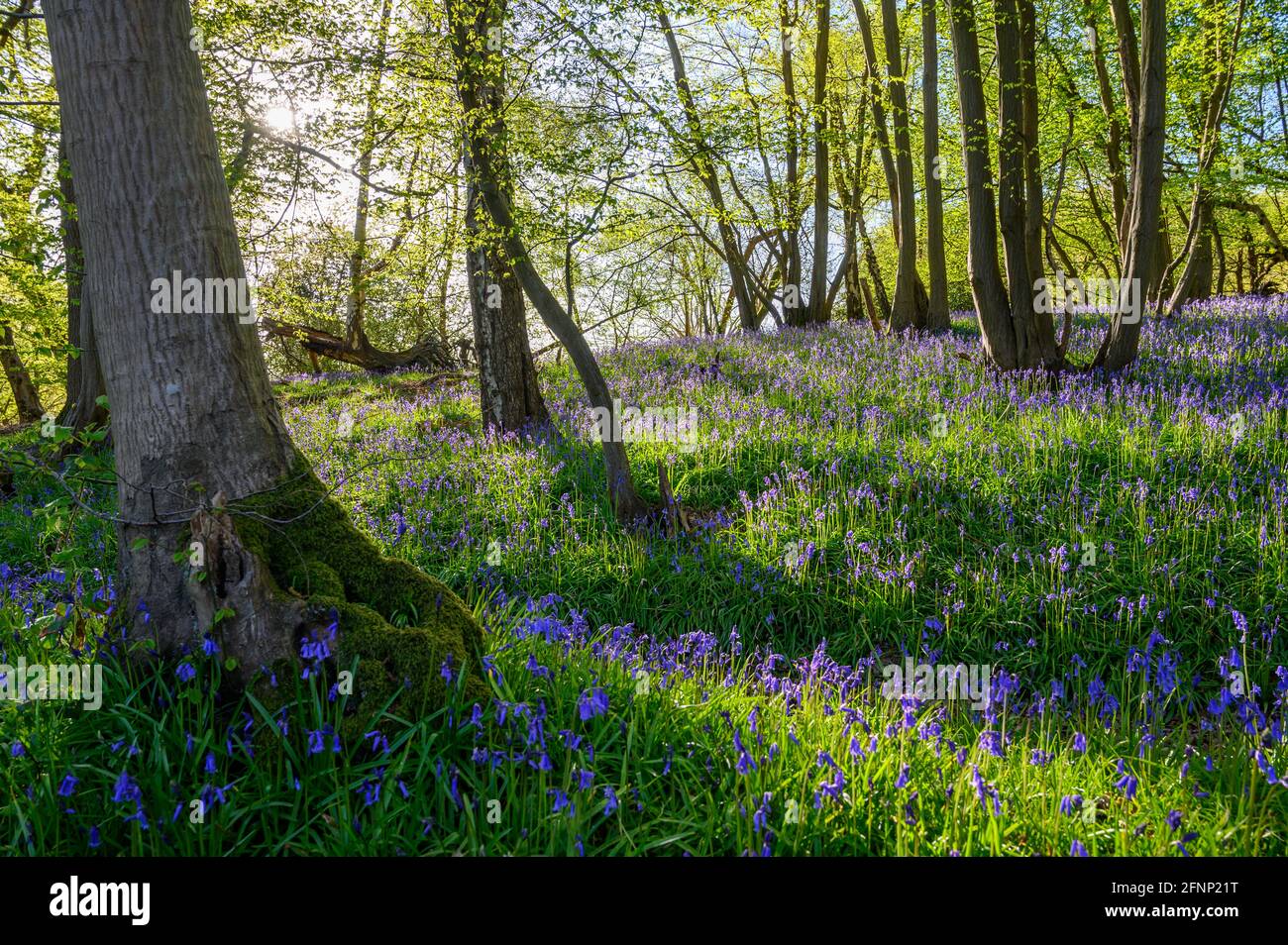 Bois près de la colline de Scaynes avec le sol couvert de cloches de bleuets et le soleil tôt le matin traversant des branches. West Sussex, Angleterre. Banque D'Images