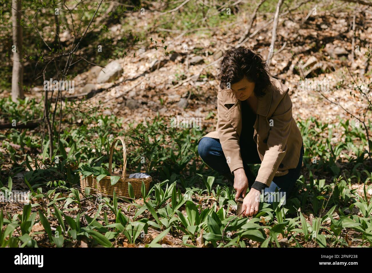 Une femelle cueillant des rampes sauvages dans une forêt en avril Banque D'Images