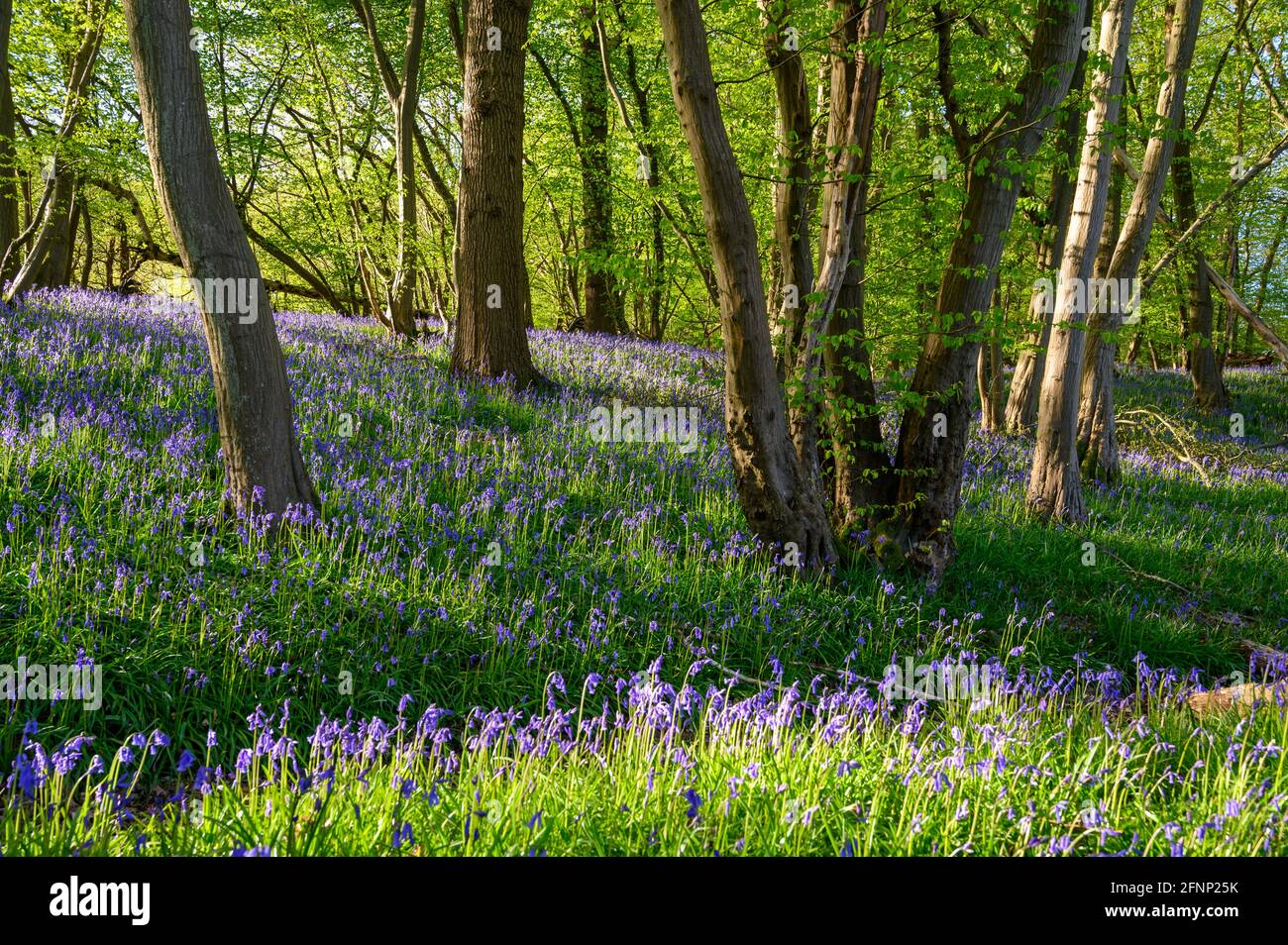 Bois près de la colline de Scaynes avec le sol couvert de cloches de bleuets et le soleil tôt le matin traversant des branches. West Sussex, Angleterre. Banque D'Images