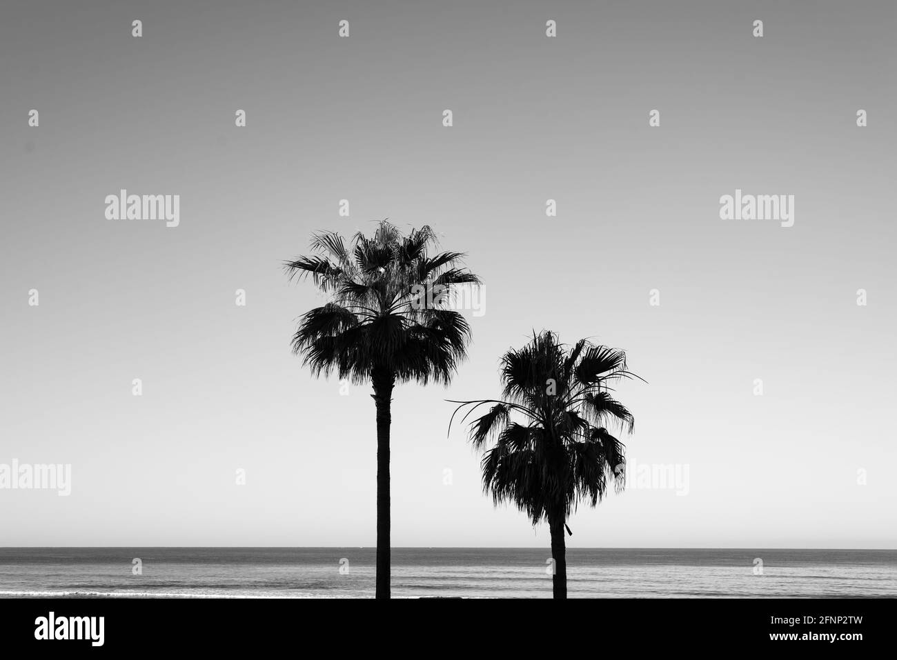 Deux palmtress en noir et blanc avec la mer le dos Banque D'Images