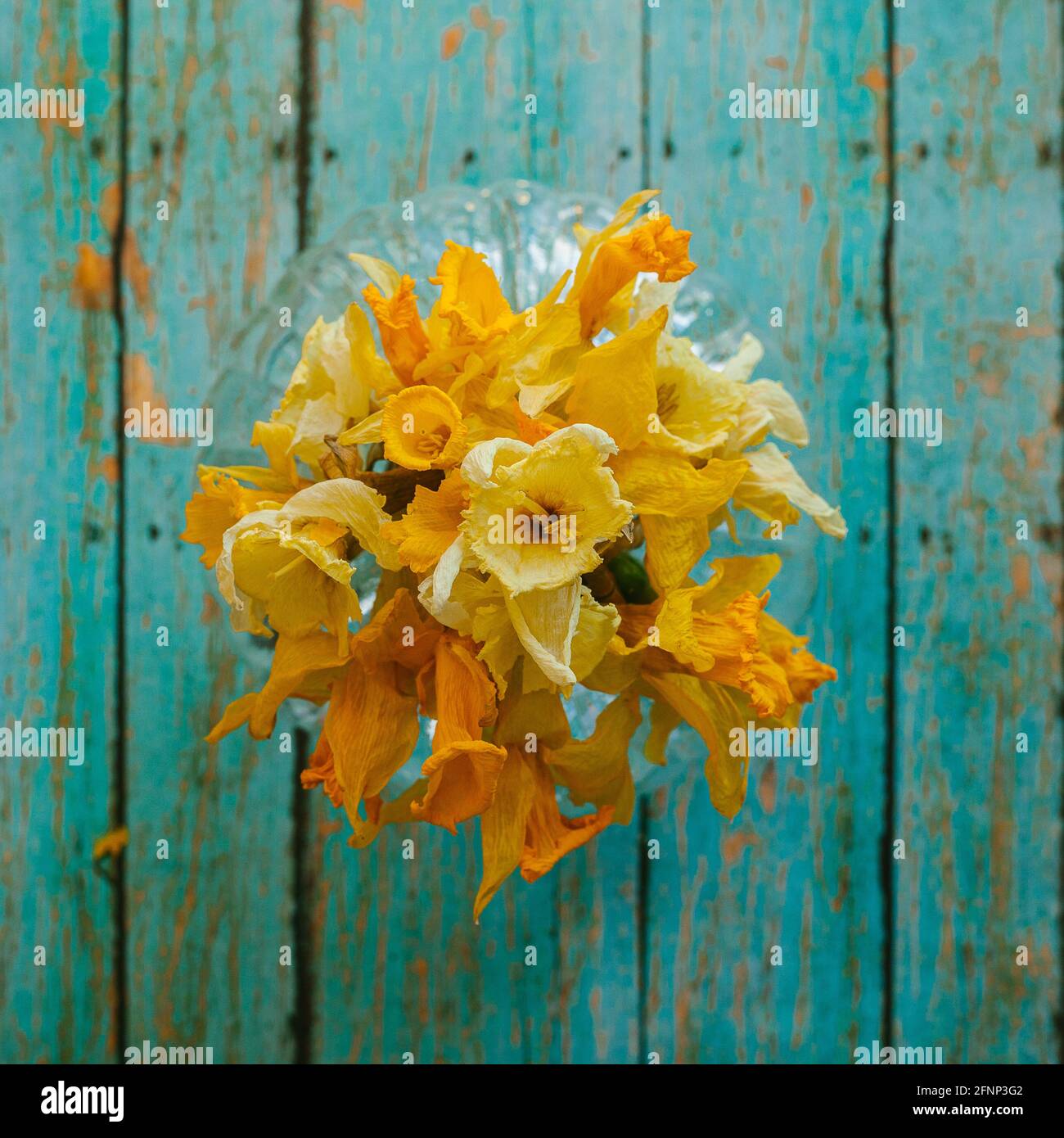 Fleurs de jonquille séchées sur un fond rustique en bois de sarcelle Photo  Stock - Alamy