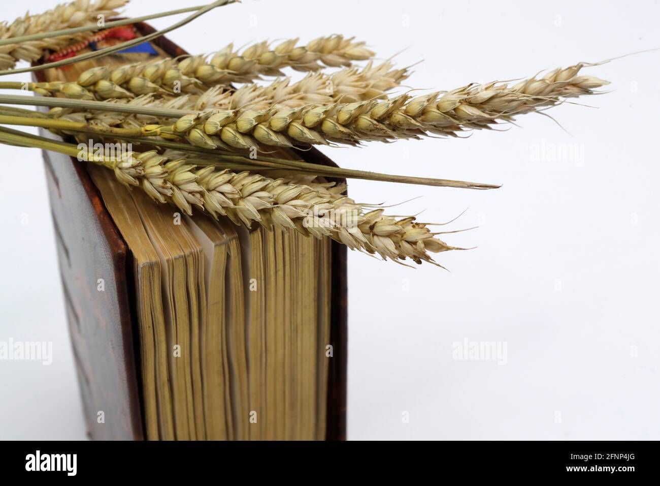 La Bible et les oreilles de blé comme symbole de la nourriture spirituelle et physique. La parabole de la Sower. France. Banque D'Images