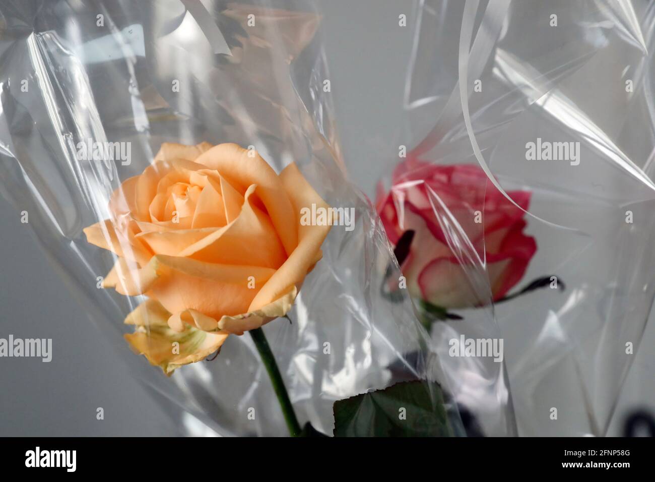 Deux roses en cellophane. France. Banque D'Images