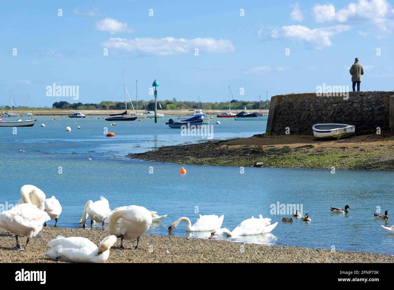 Port d'Emsworth à marée basse avec cygnes au bord de l'eau - Chichester Harbour, Hampshire, Angleterre, Royaume-Uni Banque D'Images