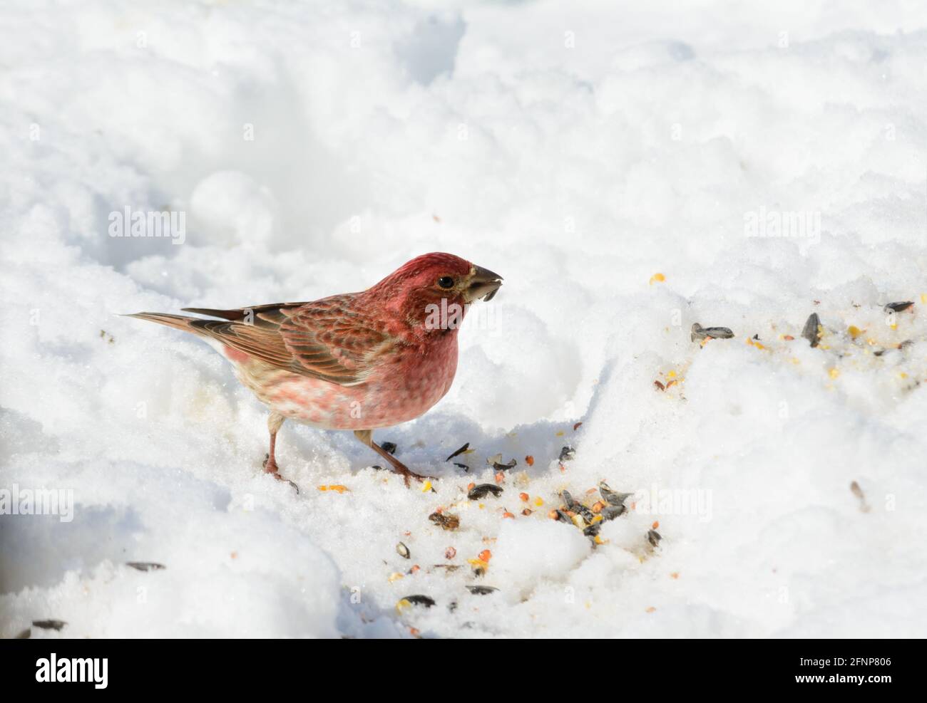 Magnifique mâle Purple Finch mangeant des graines de tournesol dans la neige, le jour d'hiver ensoleillé Banque D'Images