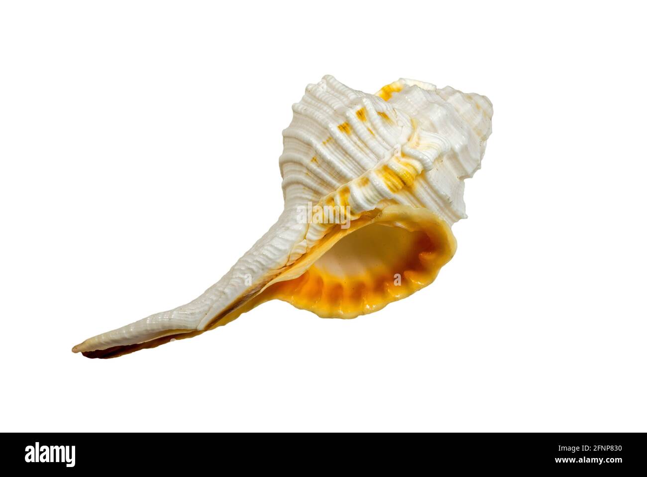 Espèce Haustellum, escargot de mer, mollusque de gastropodes marins de la famille des Muricidae, escargots de murex / escargots de roche sur fond blanc Banque D'Images