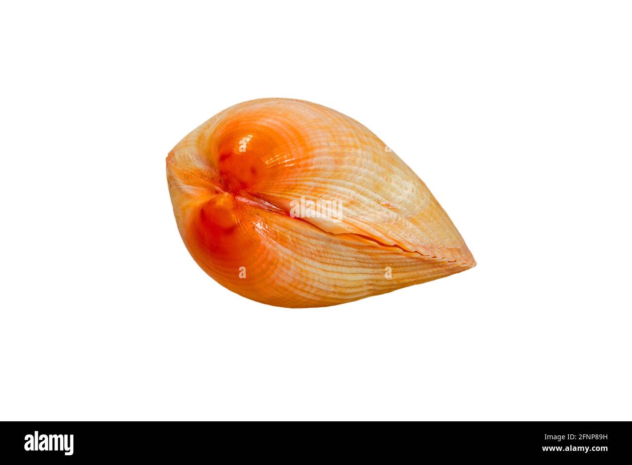 Fulvia boholensis, seashels de mollusques bivalves indigènes aux Philippines sur fond blanc Banque D'Images