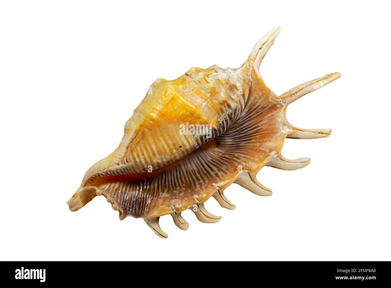 Matraque d'araignée millipede (Lambis millepeda), escargot de mer, mollusque de gastropodes marin originaire de l'océan Indien au large de Madagascar et du sud-ouest de l'océan Pacifique Banque D'Images Matraque d'araignée millipede (Lambis millepeda), escargot de mer, mollusque de gastropodes marin originaire de l'océan Indien au large de Madagascar et du sud-ouest de l'océan Pacifique Banque D'Images