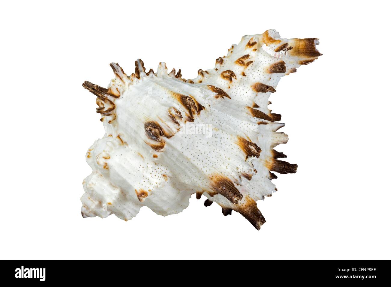 Espèce hexaplex, escargot de mer, mollusque gastéropode marin de la famille des Muricidae, escargots de murex ou escargots de roche sur fond blanc Banque D'Images