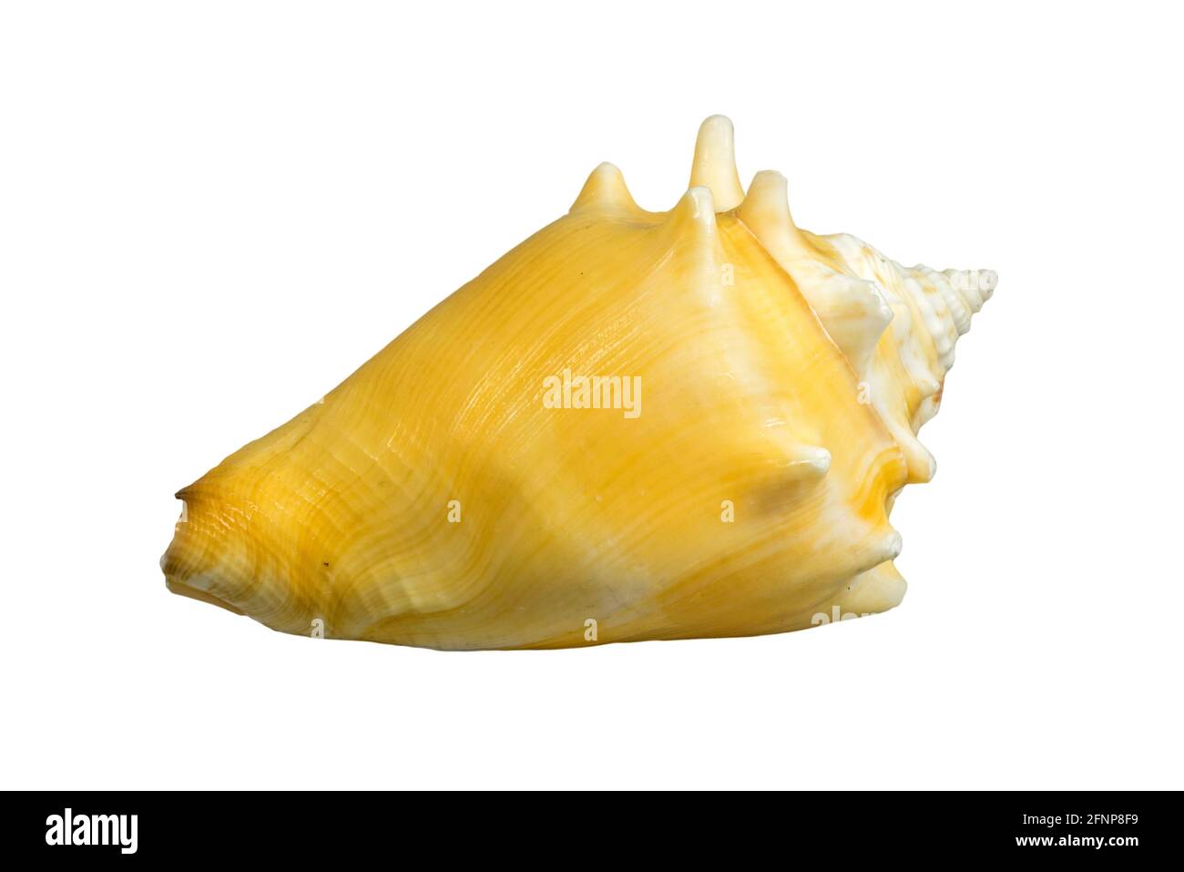Le conch de combat de Floride (Strombus alatus), l'escargot de mer, le mollusque gastéropode marin originaire de l'océan Atlantique occidental et du golfe du Mexique sur fond blanc Banque D'Images