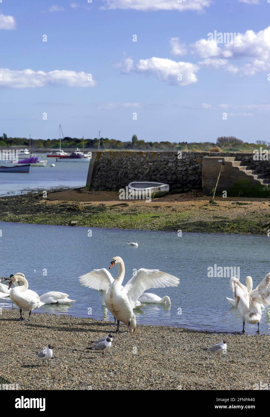 Port d'Emsworth à marée basse avec cygnes au bord de l'eau - Chichester Harbour, Hampshire, Angleterre, Royaume-Uni Banque D'Images