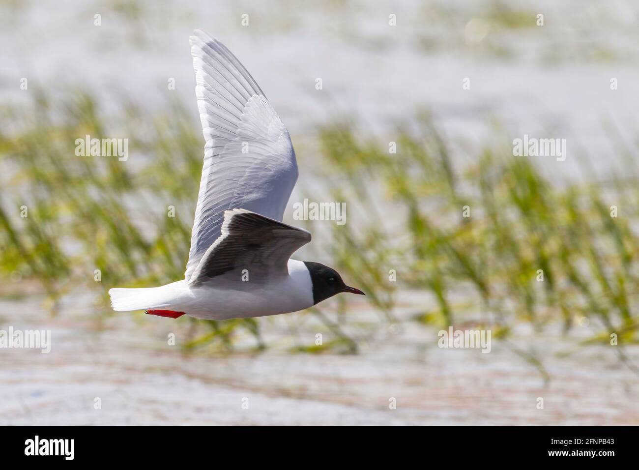 Petit goéland, Larus minutus, oiseau adulte unique dans un plumage reproducteur en vol au-dessus de l'eau avec végétation, Umea, Suède Banque D'Images