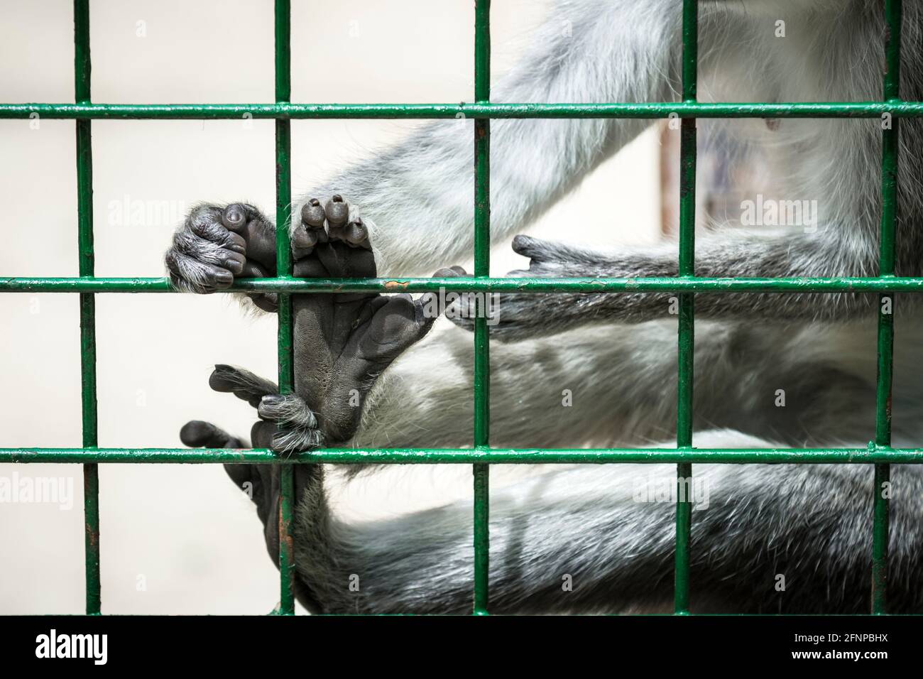 Détail des pieds et des mains du singe qui se tiennent sur les barres de la cage Banque D'Images