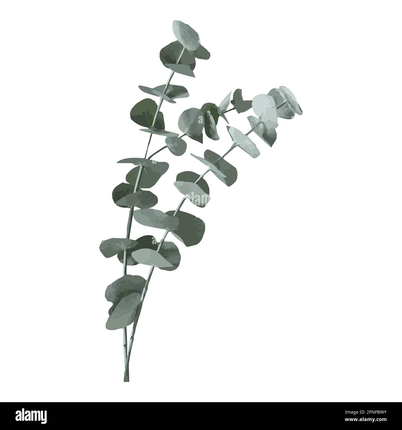 L'eucalyptus argent dollar arbre laisse des branches naturelles avec des feuilles vertes motif tropical, style aquarelle. Décoration vectorielle mignon élégant Illustration de Vecteur