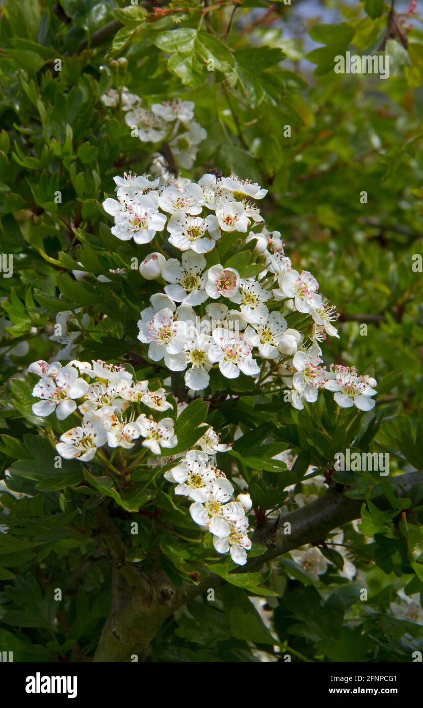 Belles fleurs blanches de Hawthorn à une seule source au printemps Banque D'Images