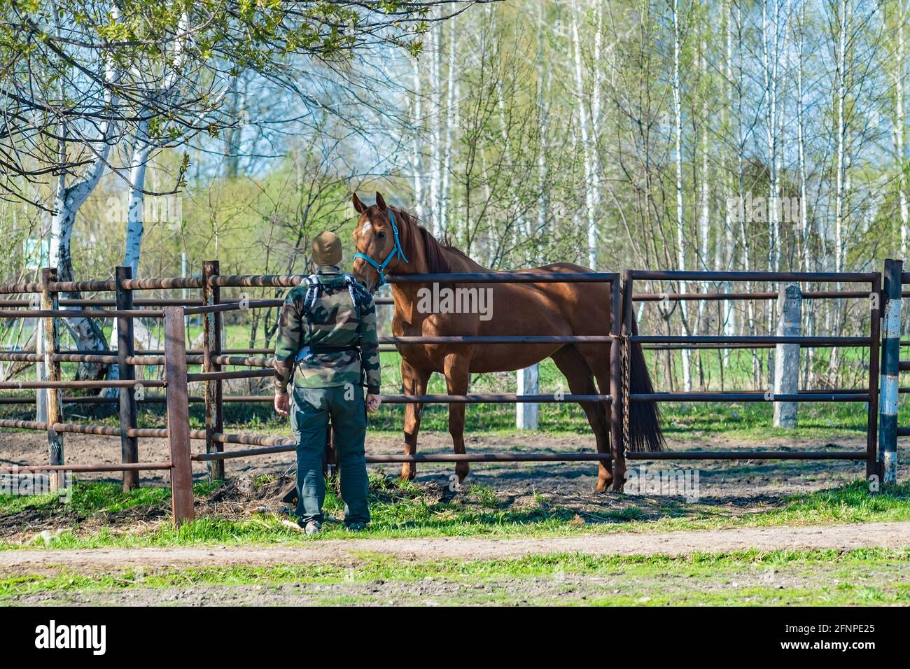 un homme en tenue de camouflage se tient près du cheval et regarde Banque D'Images