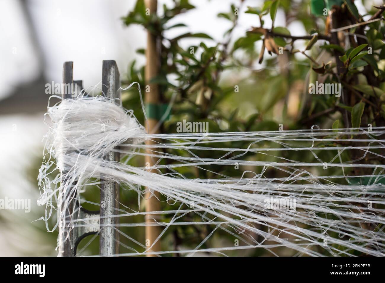 Un conteneur avec plantes est fixé avec des sangles en plastique Banque D'Images