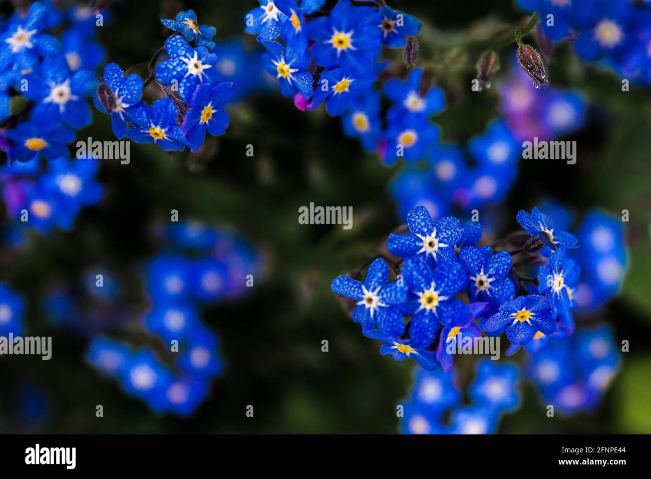 Photo sélective des fleurs alpines oubliées-me-pas Banque D'Images