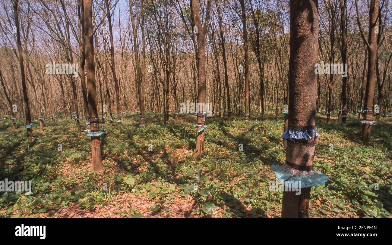 KERALA, INDE - plantation d'arbres en caoutchouc dans les mountians des Ghats de l'Ouest. Banque D'Images