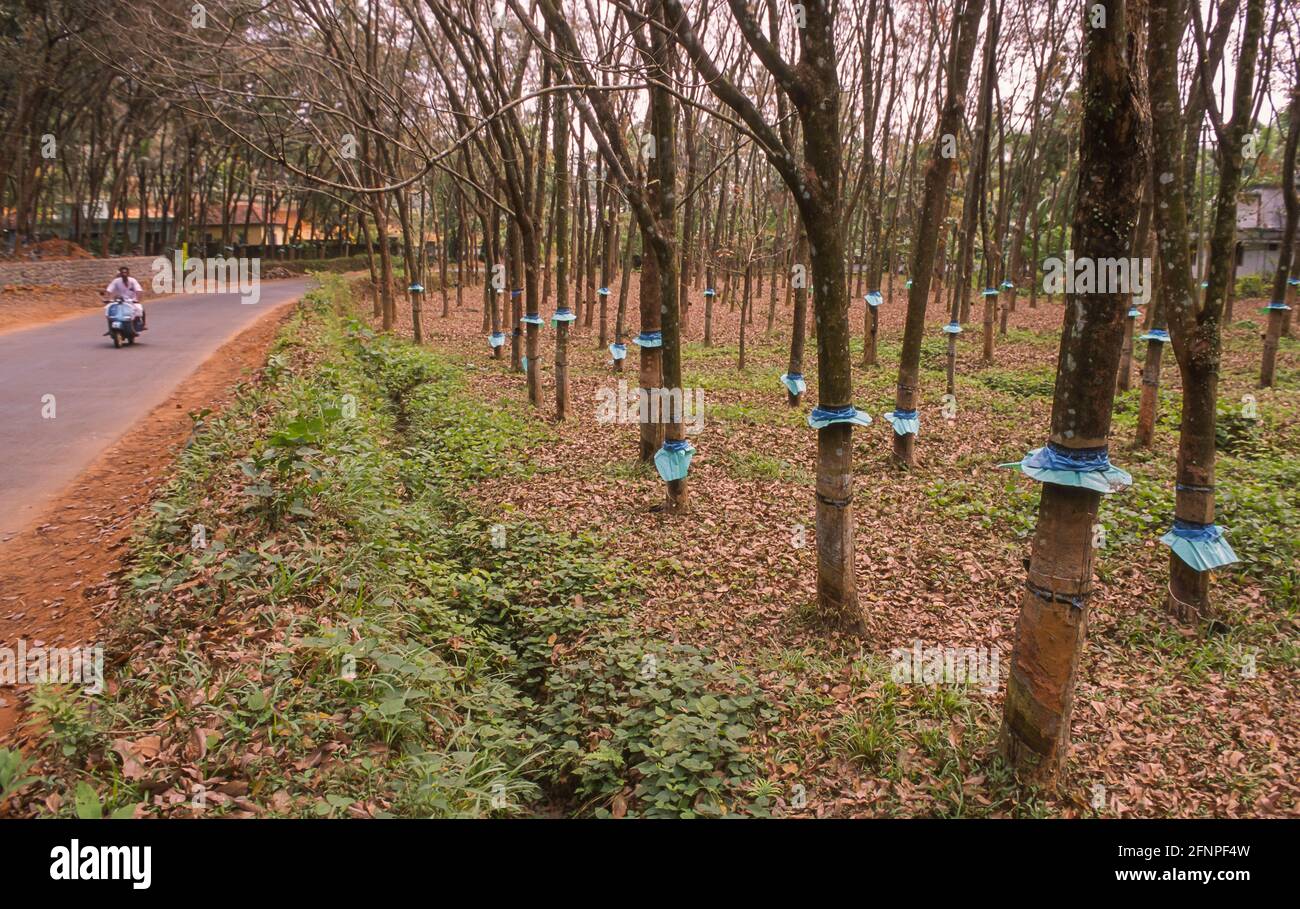 KERALA, INDE - plantation d'arbres en caoutchouc dans les mountians des Ghats de l'Ouest. Banque D'Images